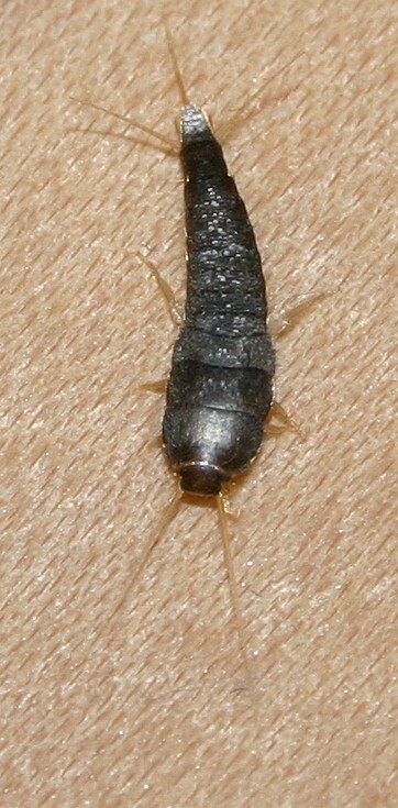 Silverfish on a pale surface, photographed from above